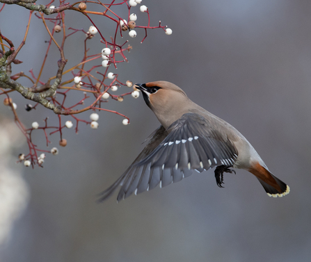 Winter offers Waxwings